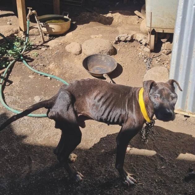 Aidons nos petits compagnons ❤️