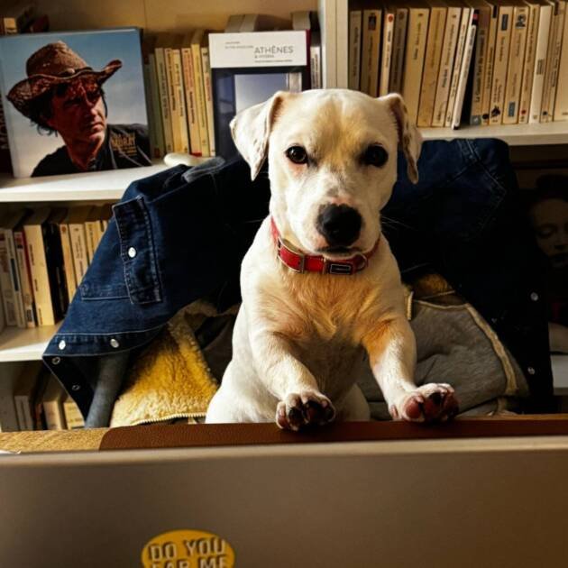 Colette pour Action Protection Animale